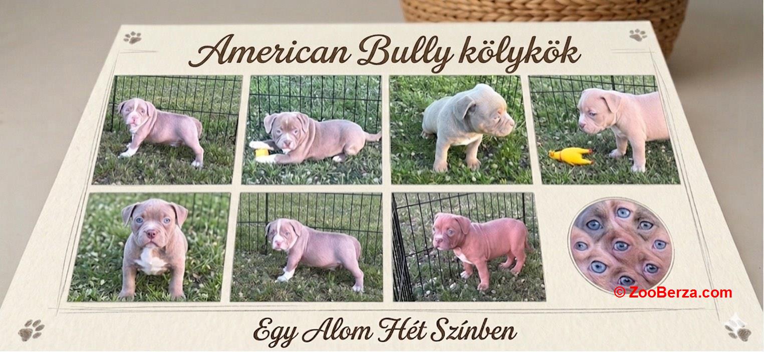 American bully pocket lilac štenci