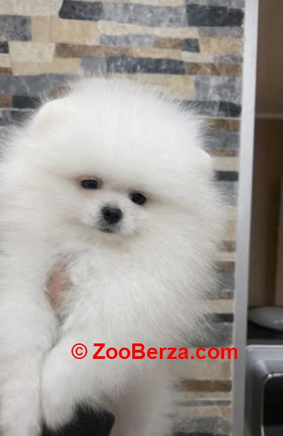 Pomeranac, štenci vrhunskog kvaliteta