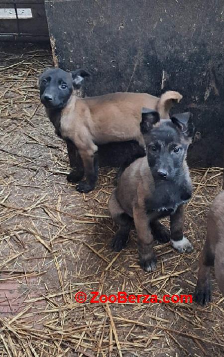 Belgijski ovčar Malinoa