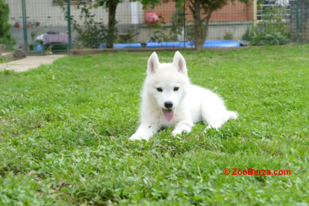 Sibirski Haski prelepo muško štene