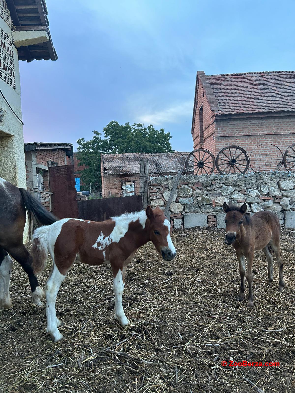 Prodajem ždrebad