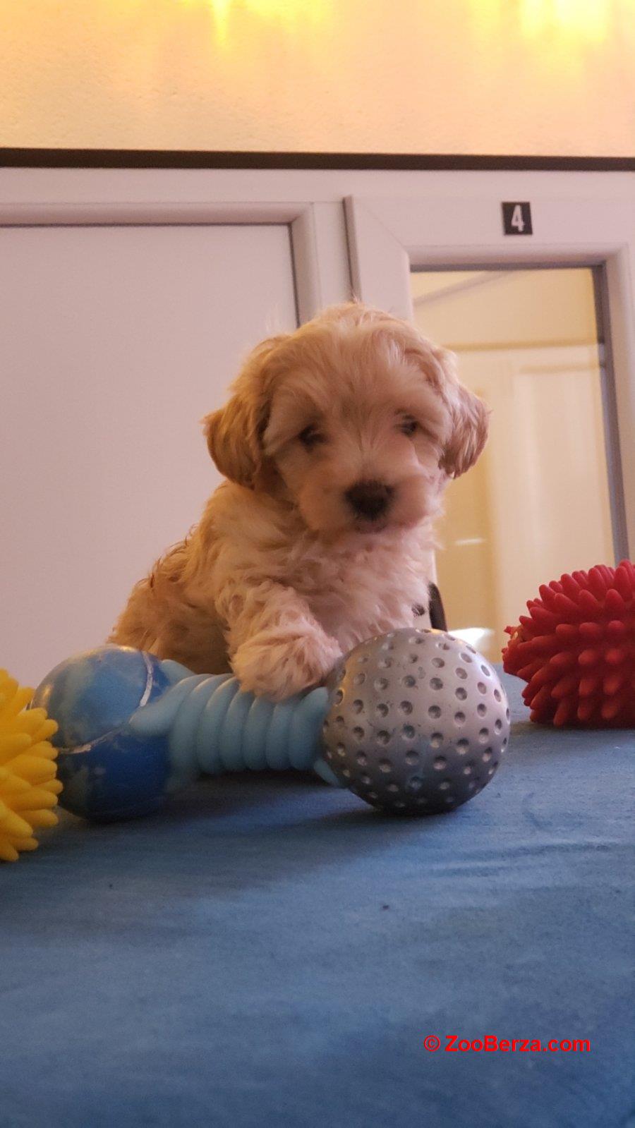 Maltipoo štenci