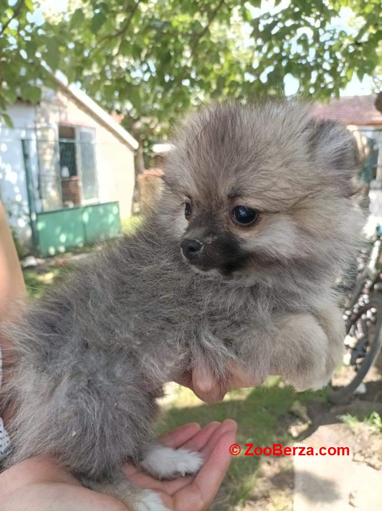 Štenci pomeranca i nemačkog špica