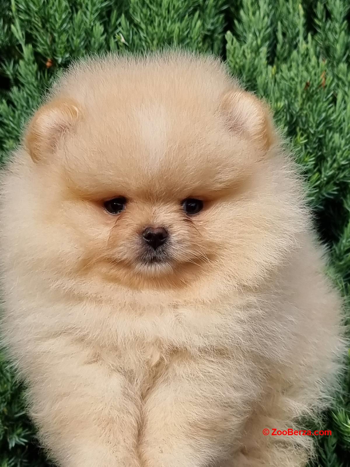 Pomeranac BOO medvedići, Pomeranski Špic štenci