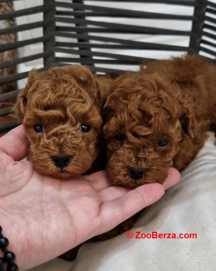 Registrovana odgajivacnica Hopy queen poodle 