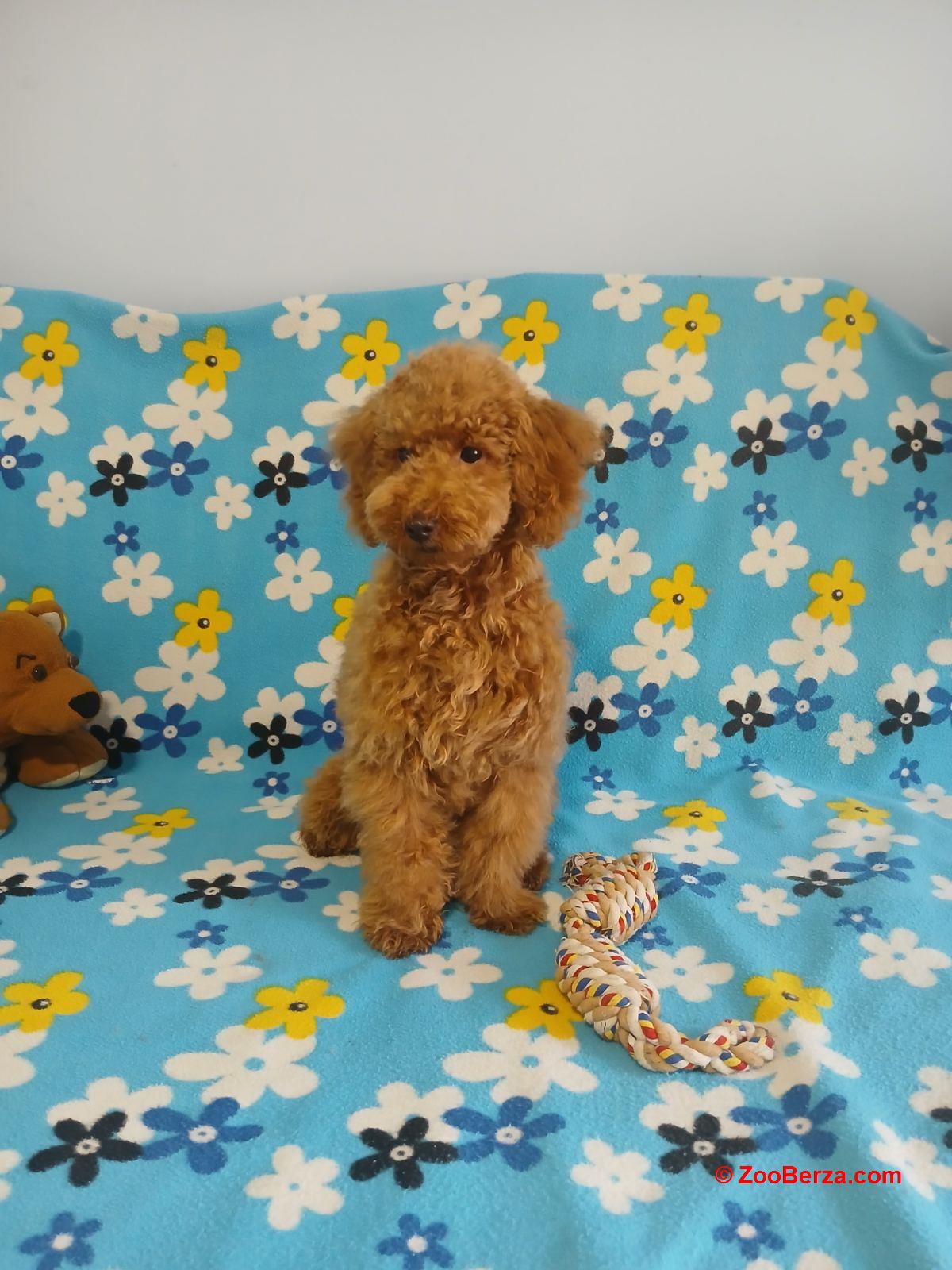 Mužijak patuljaste pudle