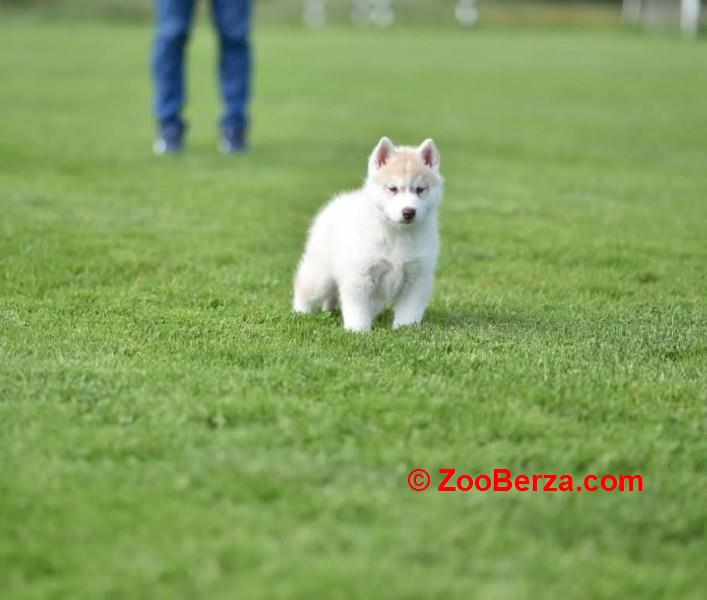 Sibirski haski štenci