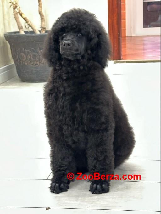 Štenci standard poodle