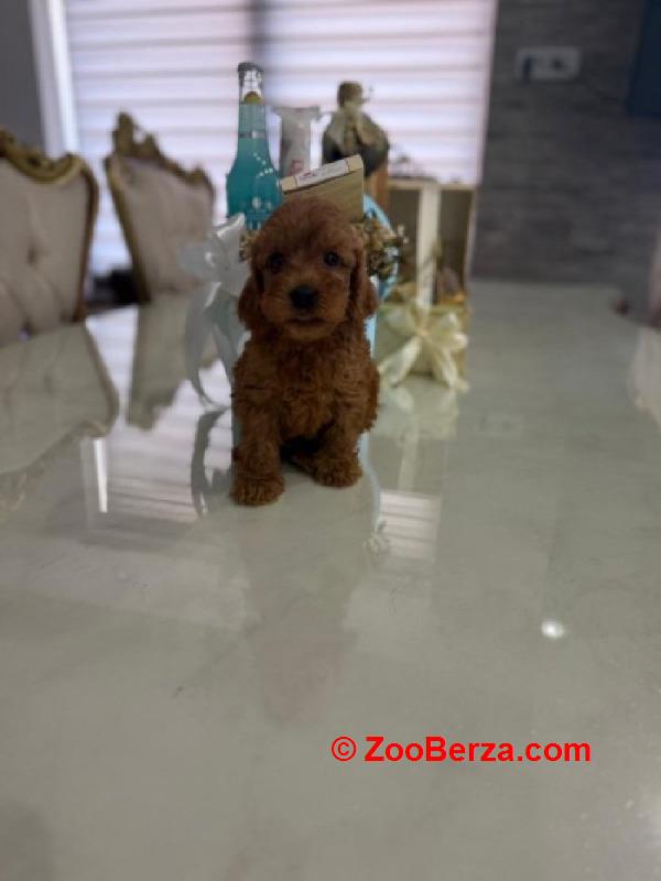 Goldendoodle prelepi štenci