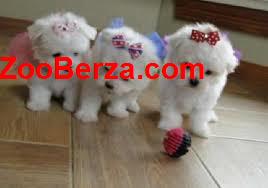 maltezer