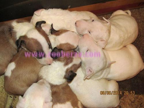 Bull Terrier muska stenad