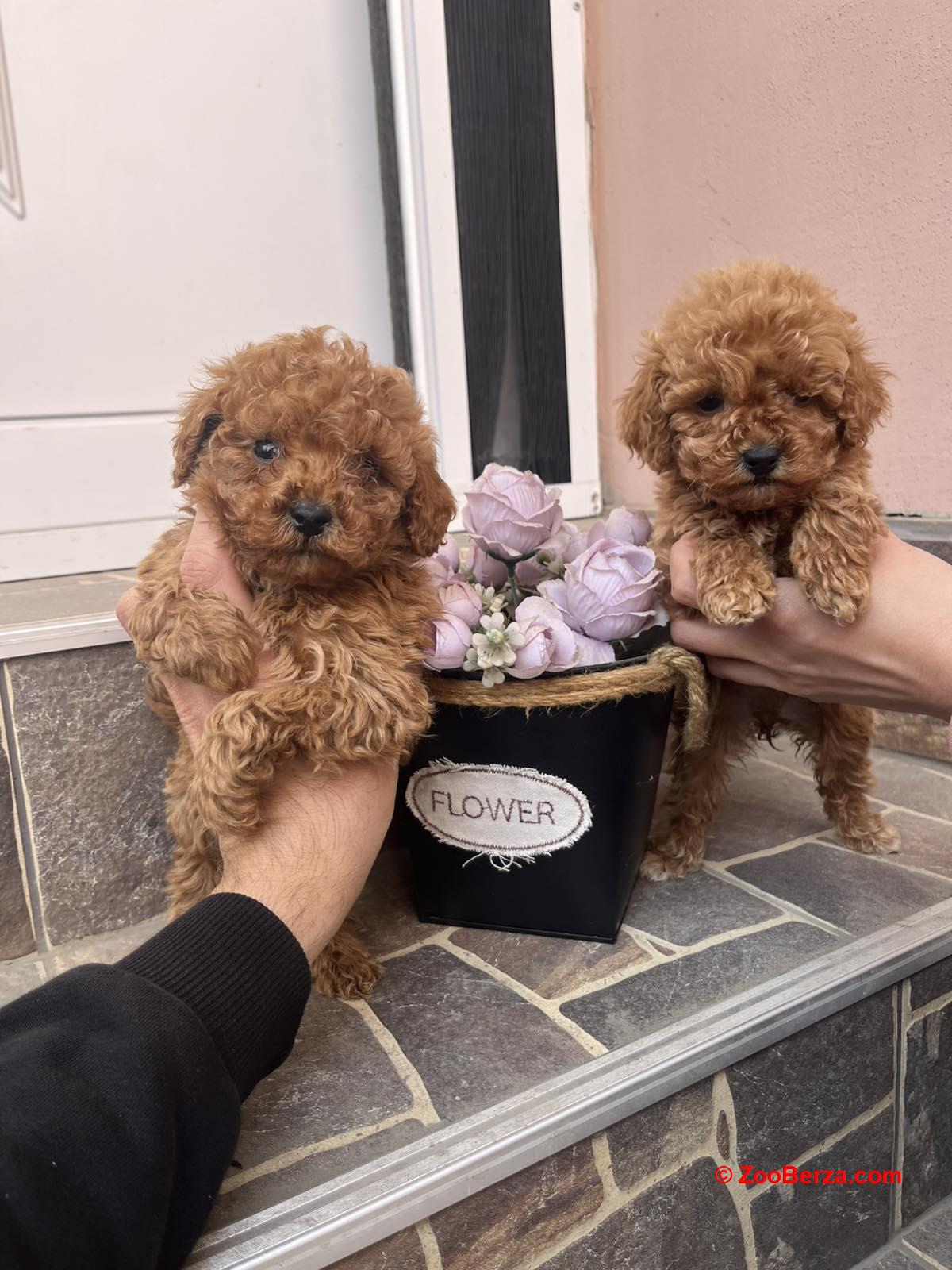 Toy Pudla prelepi štenci