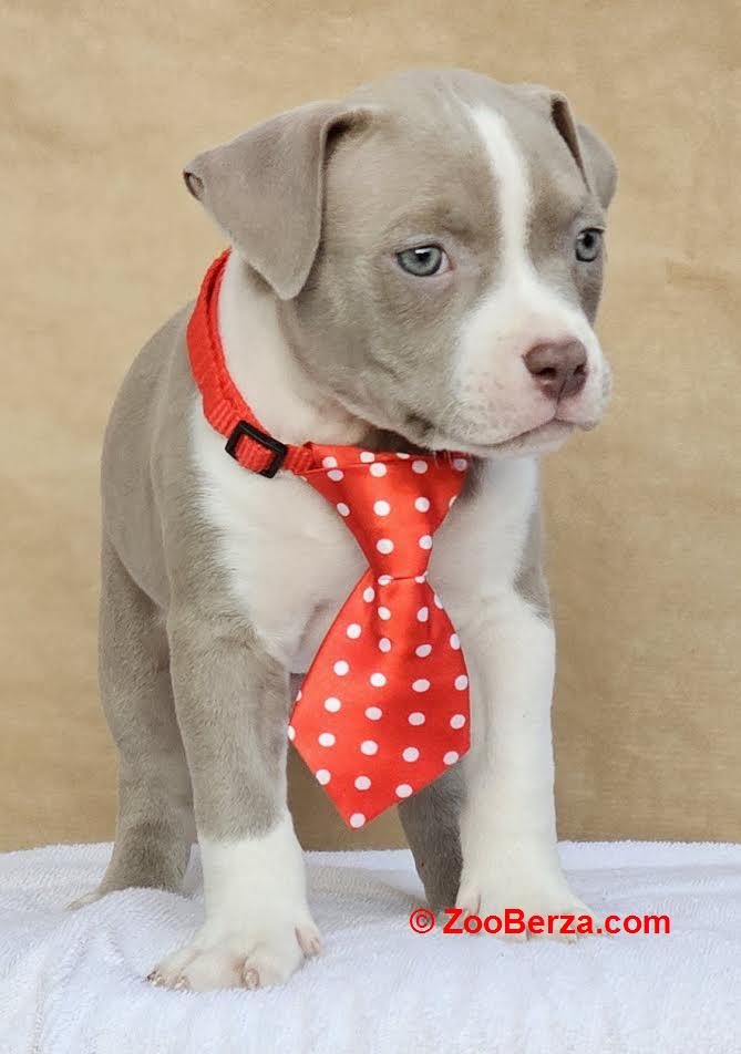 American bully pocket 