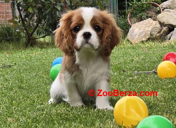 Cavalir king Charles spaniel štene vrhunskog kvaliteta