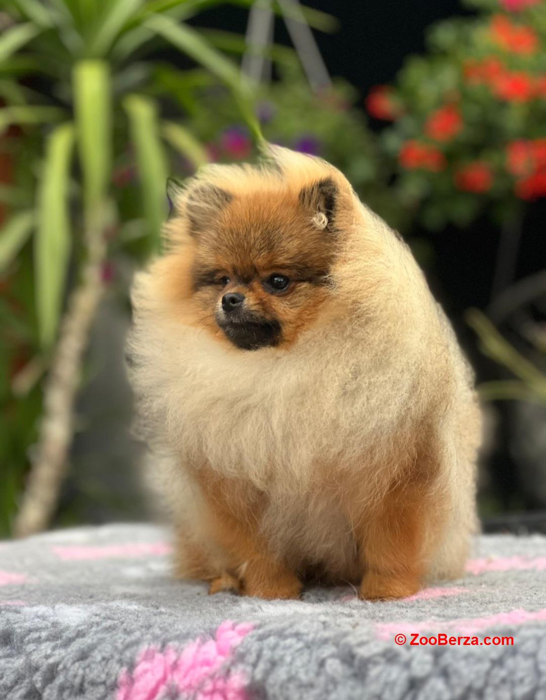 Pomeranac s pedigreom