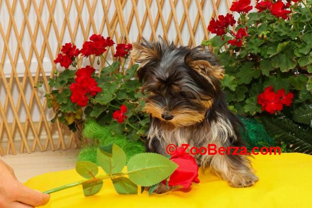 Yorkshire terijeri (Yorkie) – štenad