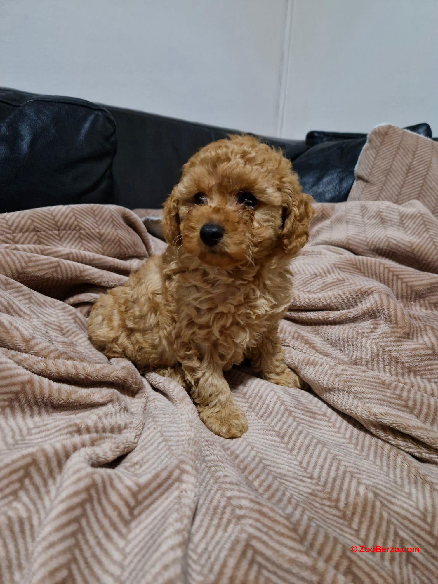 Crvena Toy Pudla prelepi štenci