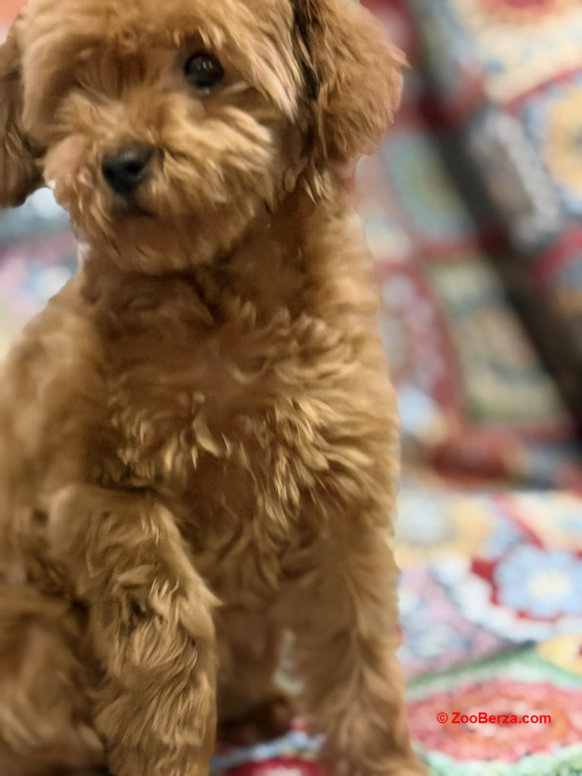 Toy Pudle na prodaju