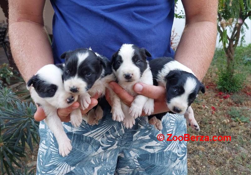 Border koli / collie štenci