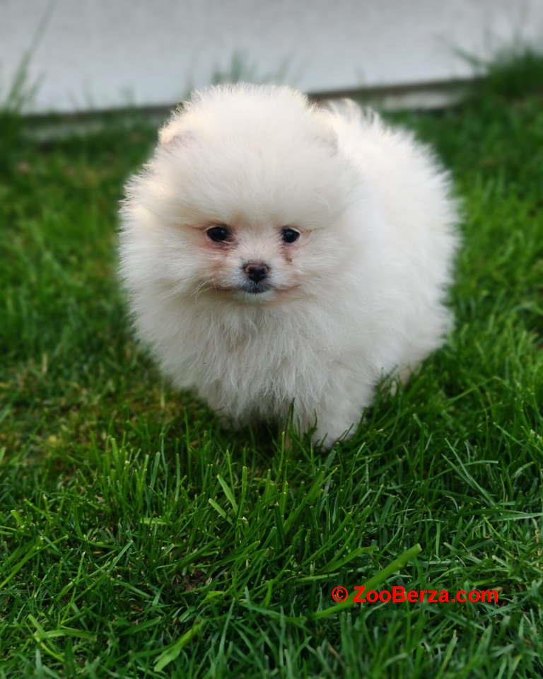 Pomeranski spic  