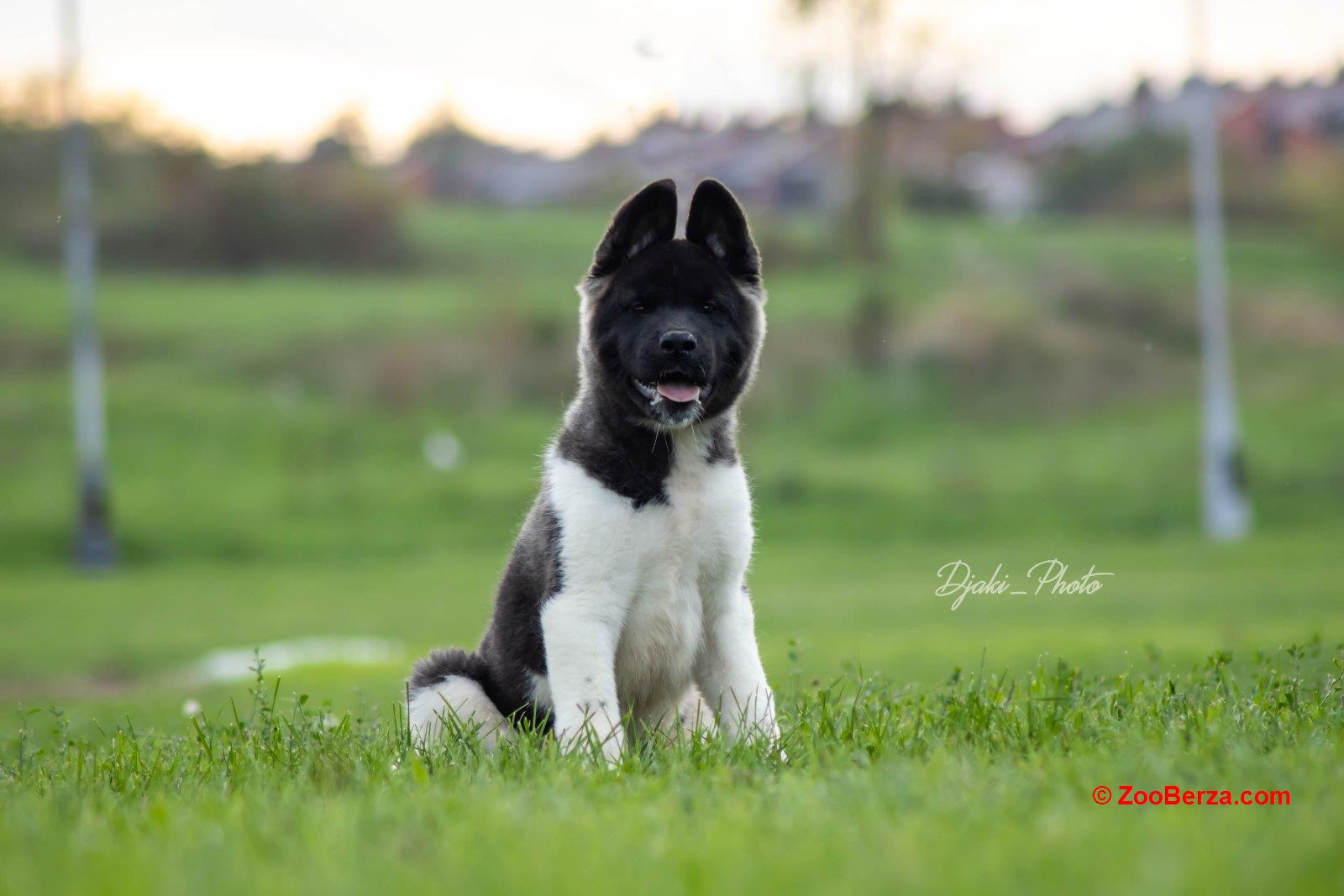 Američka Akita prelepi štenci