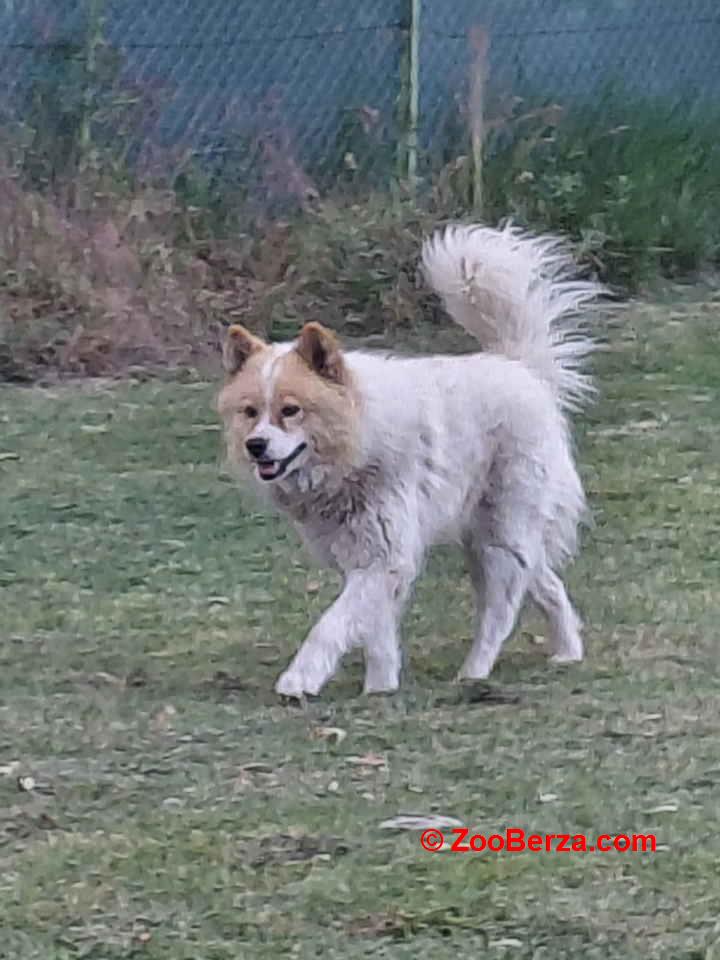 Poklon - Mešanac akita inu i samojeda, star 2 godine 
