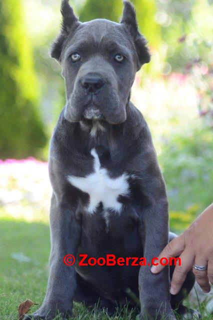 Cane Corso, vrhunski štenci