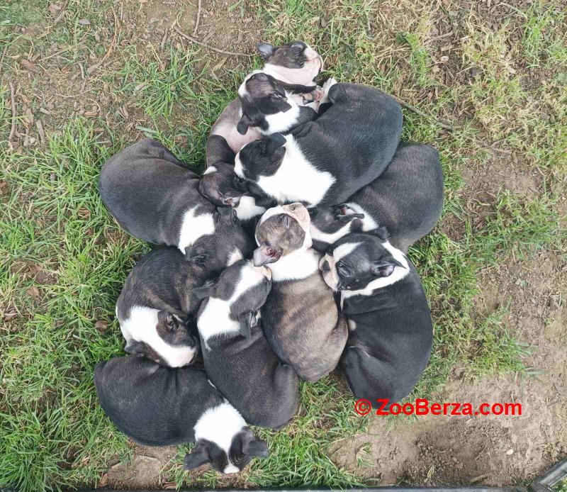 Boston terrier