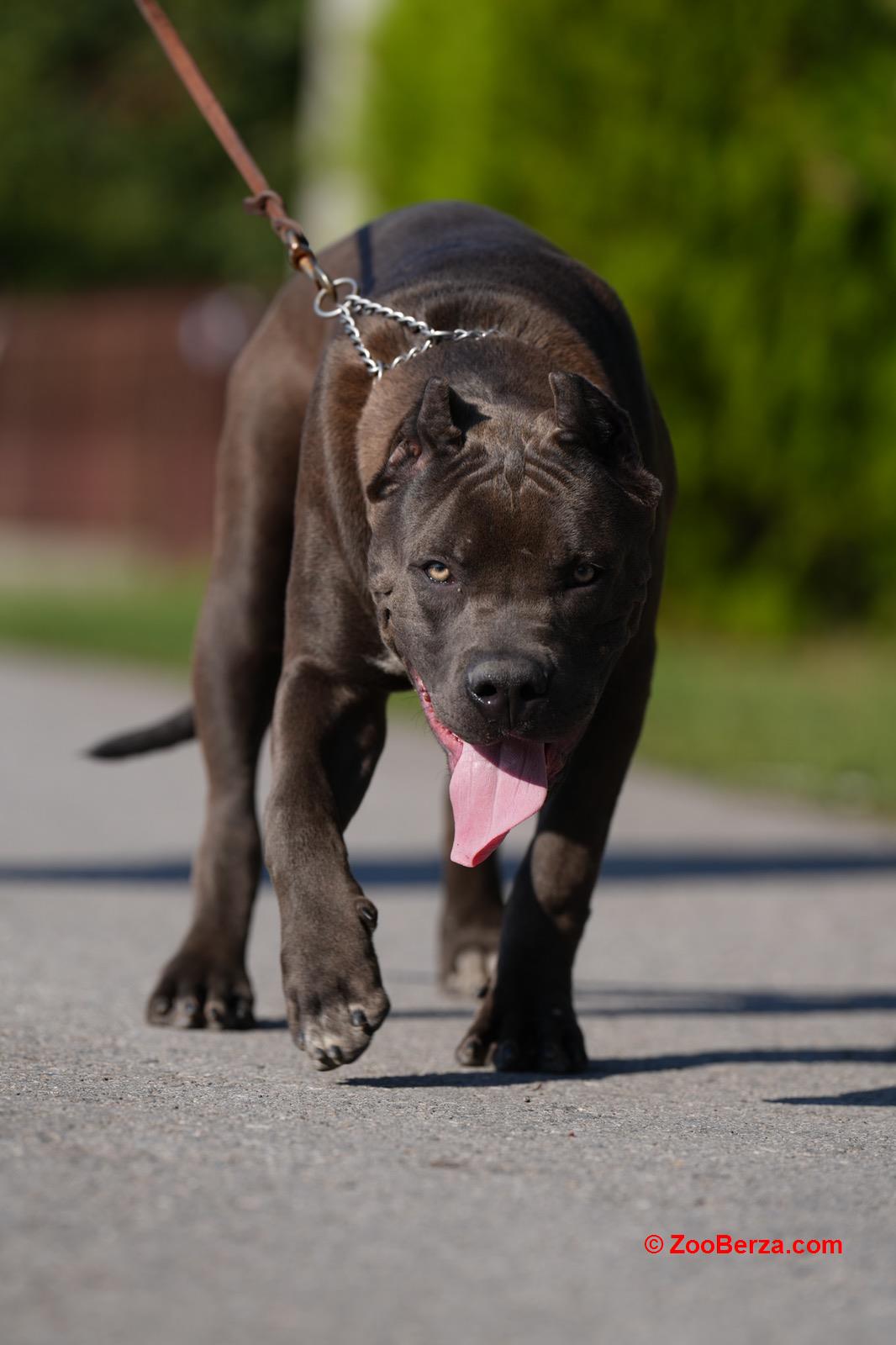 American Bully XL muško štene