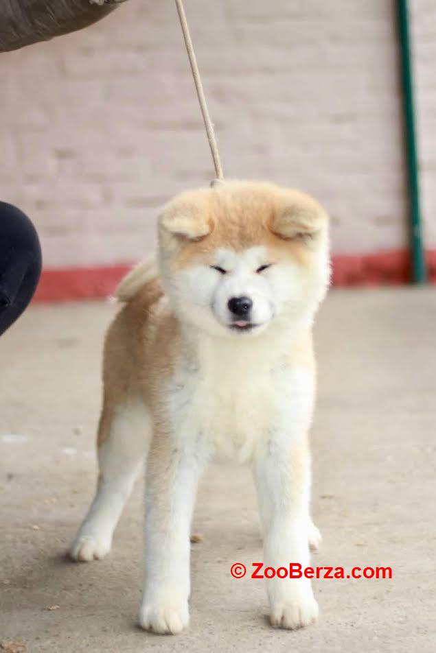 Akita Inu