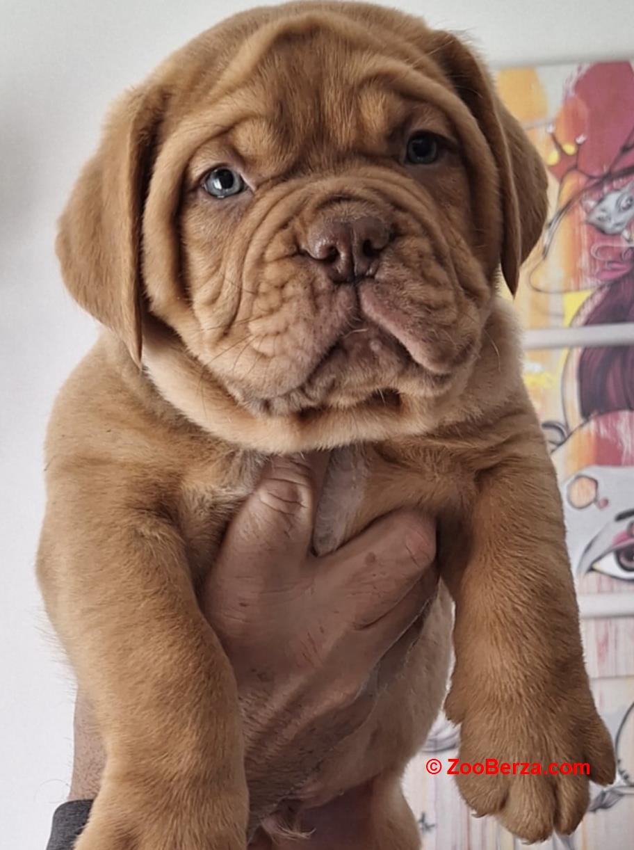 Bordoška Doga prelepi štenci