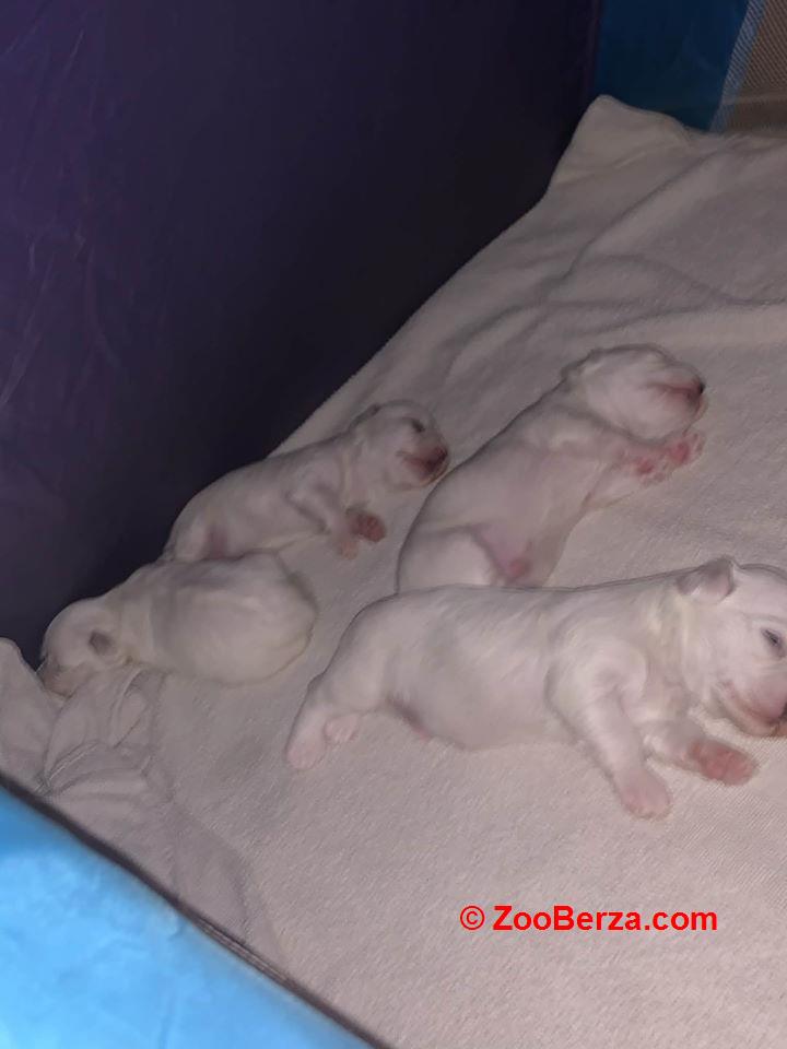 Stenci Maltezera za rodaju od sitnijih roditelja 