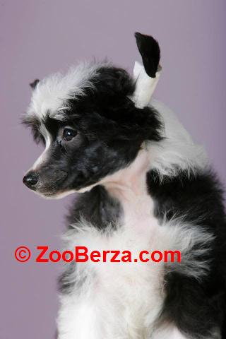 Kineski ćubasti pas štenci