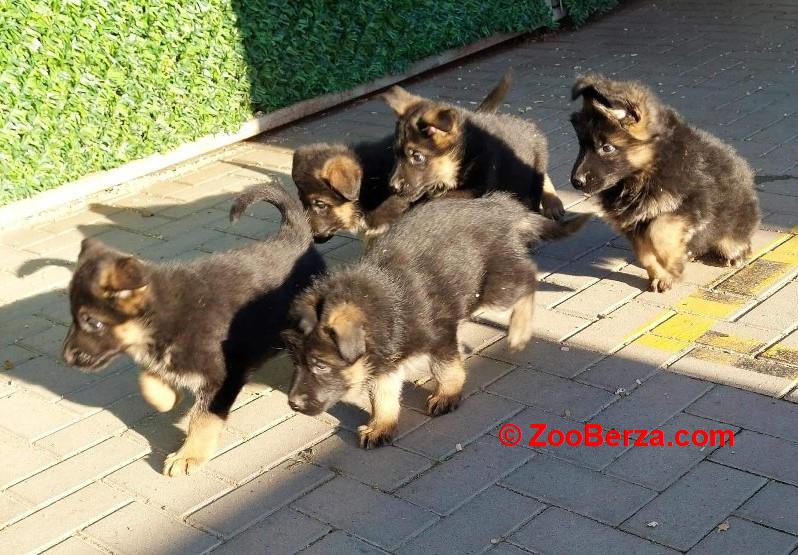 Nemacki ovcar stenad