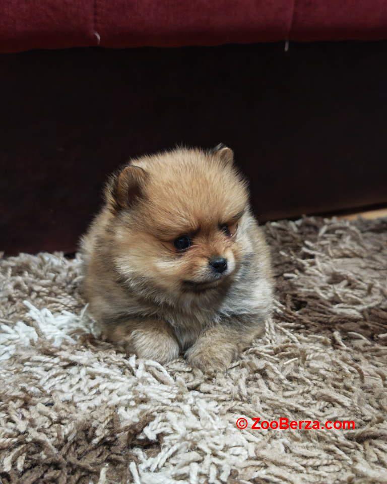 Štenci pomeranskog špica prelepog krzna 