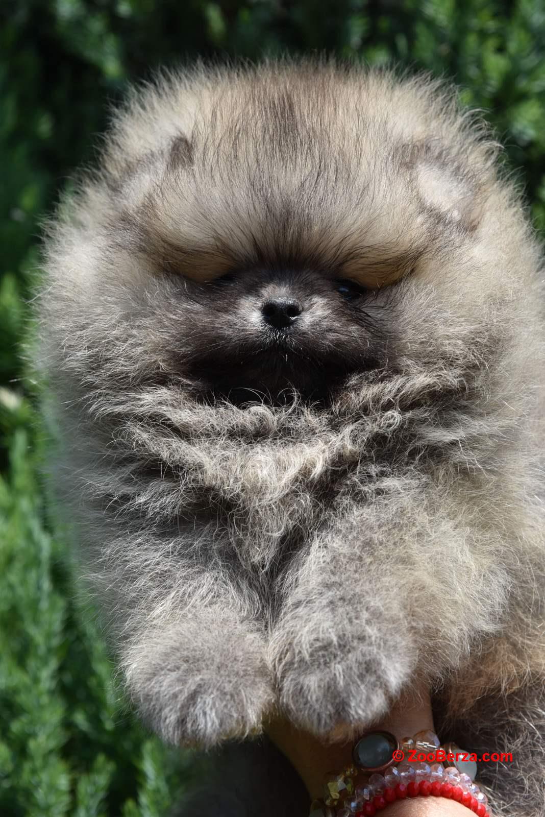 Pomeranac Boo štenci