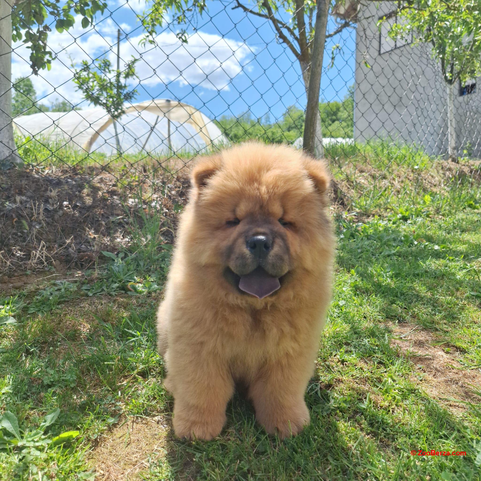 Chow chow stenci