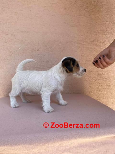 Jack Russell terijer štenci