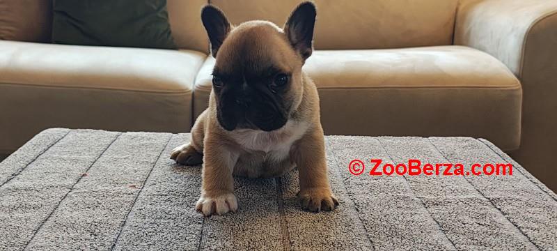 Francuski buldog stenad