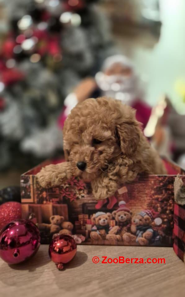 Prelepo štene pudle, ženka 