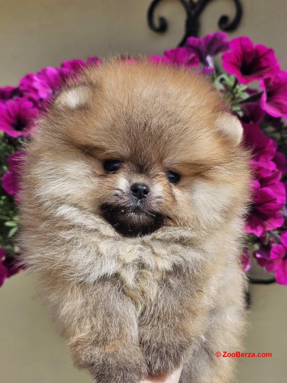 Pomeranac BOO medvedići, Pomeranski Špic štenci