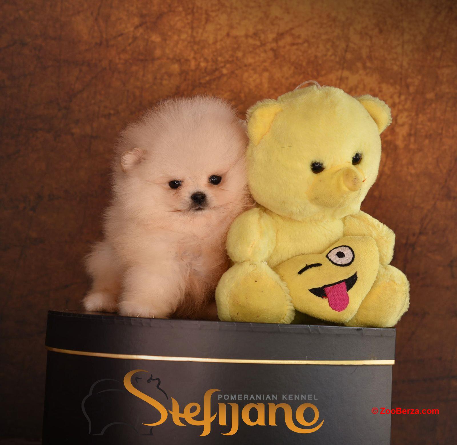 Pomeranac Boo štenci