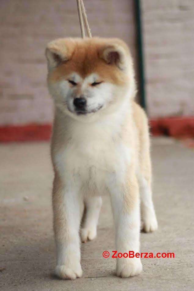 Akita Inu