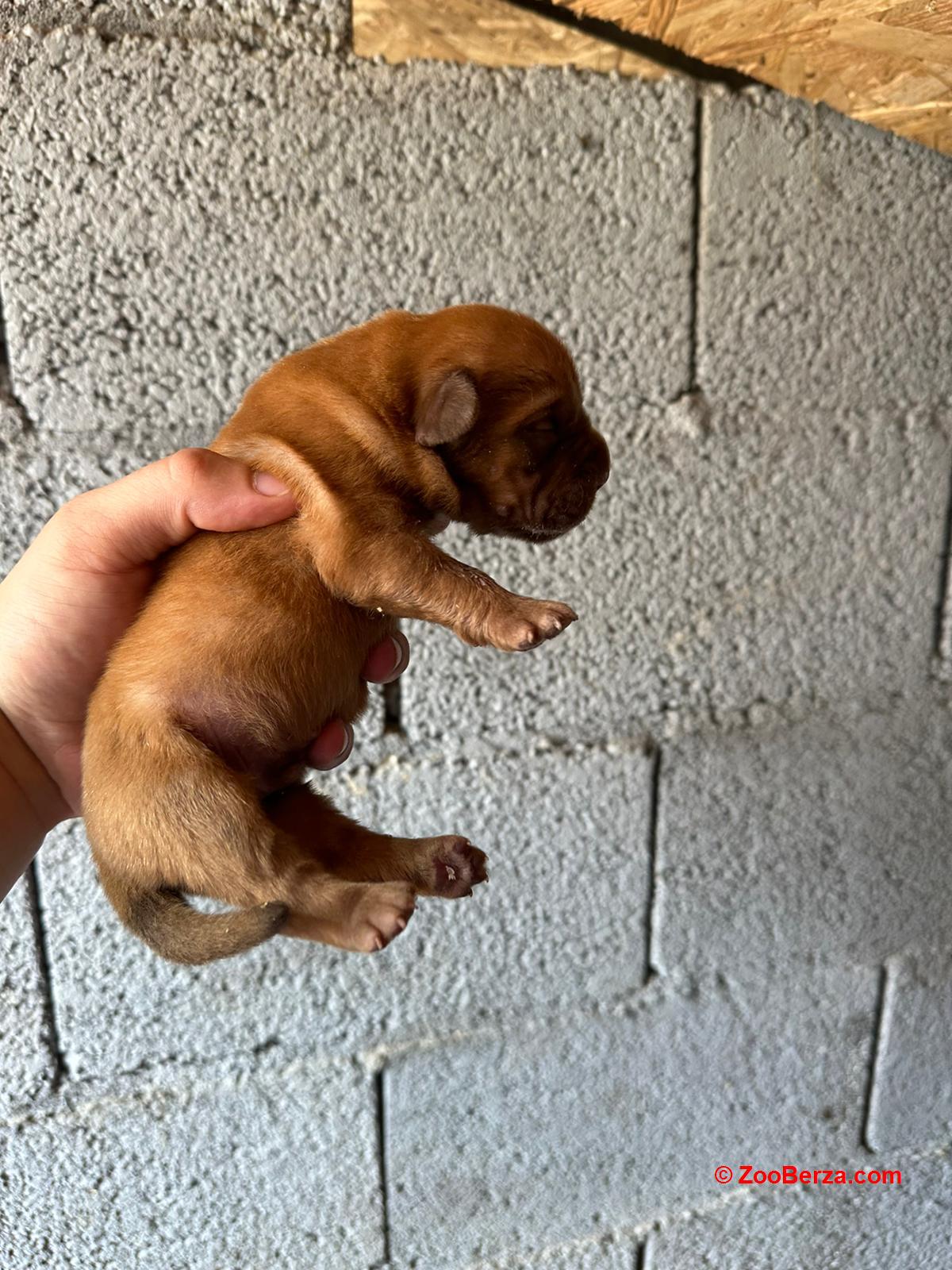 Dogue de Bordeaux štenci