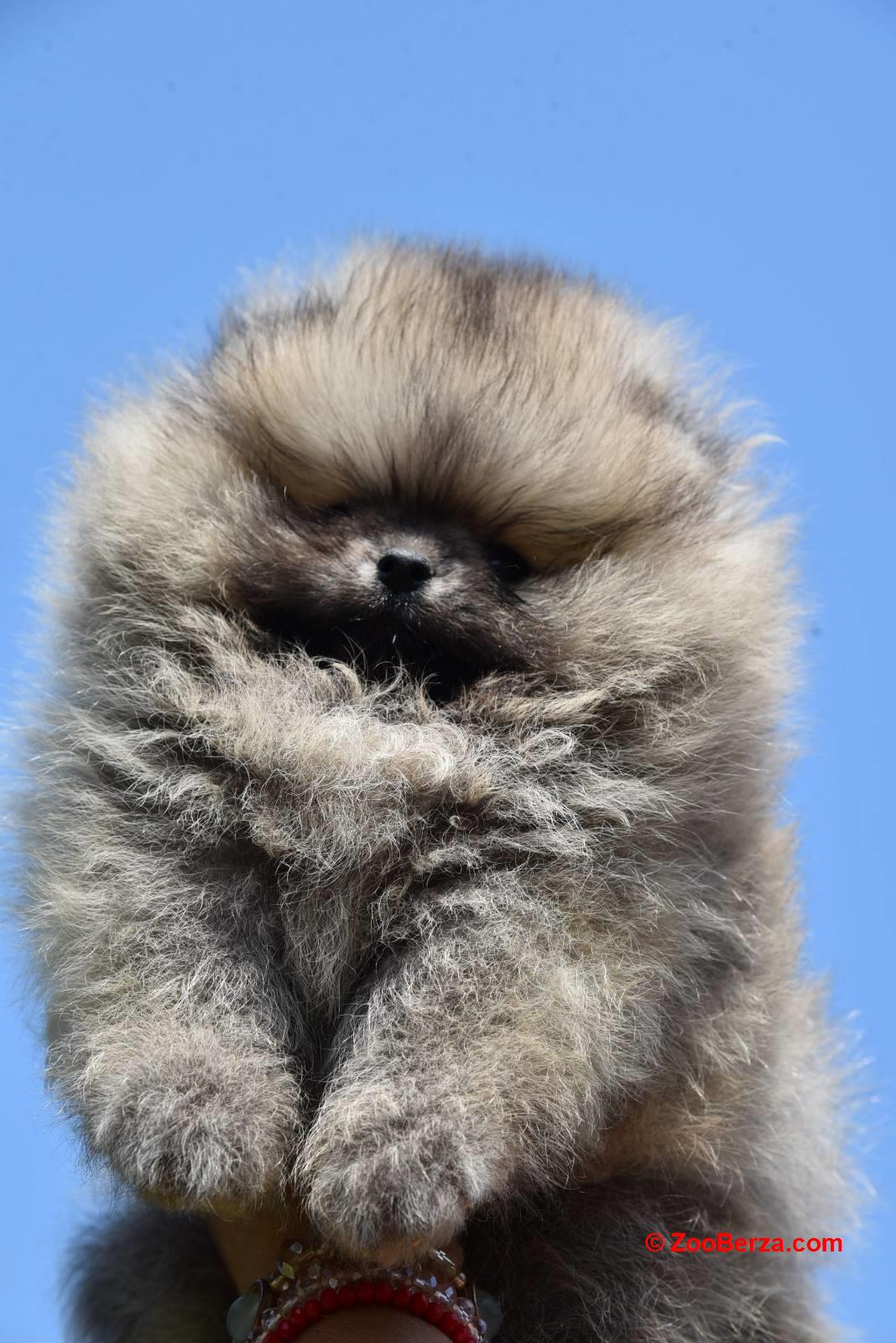 Pomeranac Boo štenci