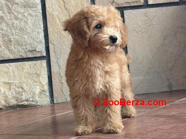 Slobodni štenci CAVAPOO 