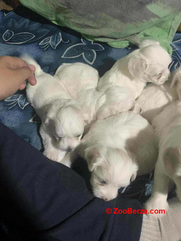 Stenci Maltezera za rodaju od sitnijih roditelja 