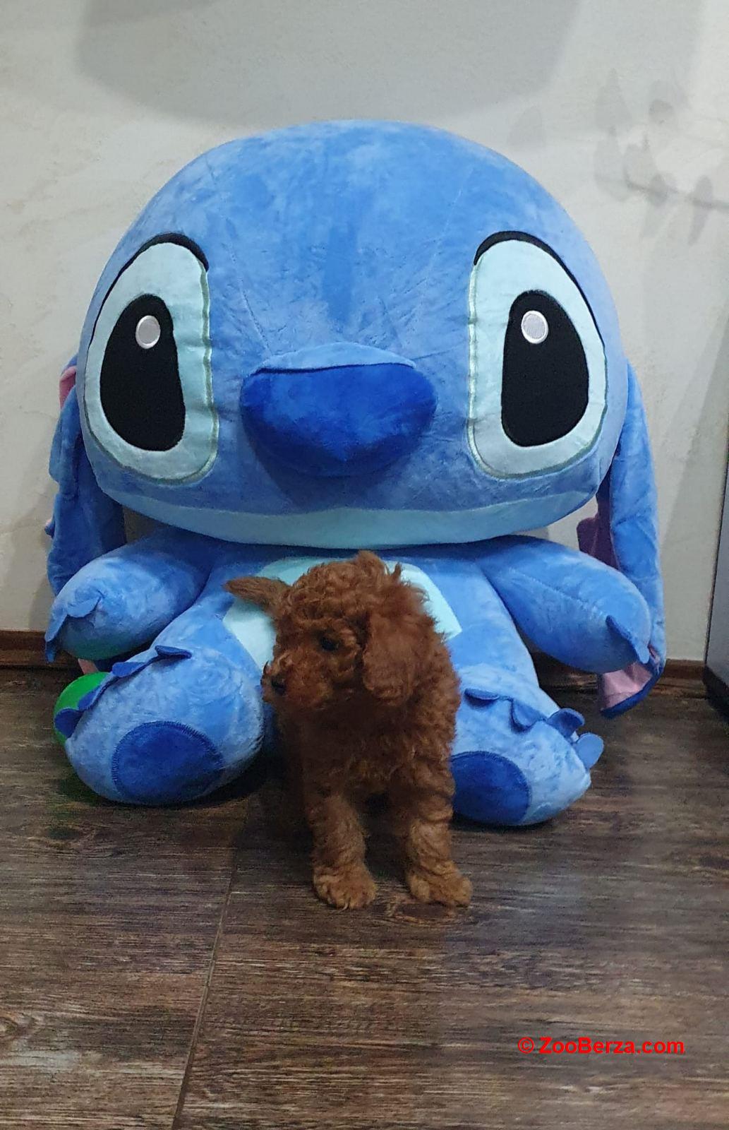 Toy/mini crvene pudle