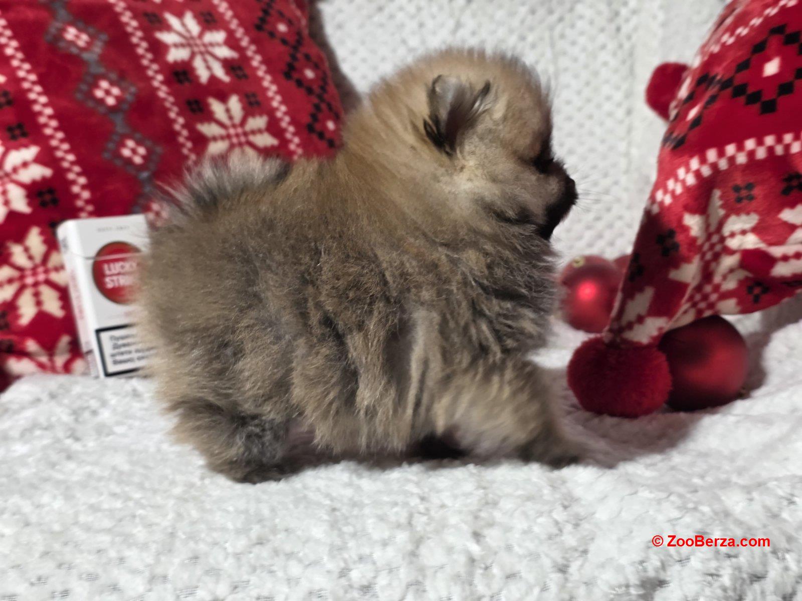 Pomeranac kvalitetni štenci