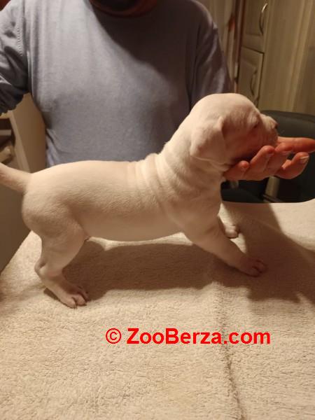 Dogo Argentino, štenci
